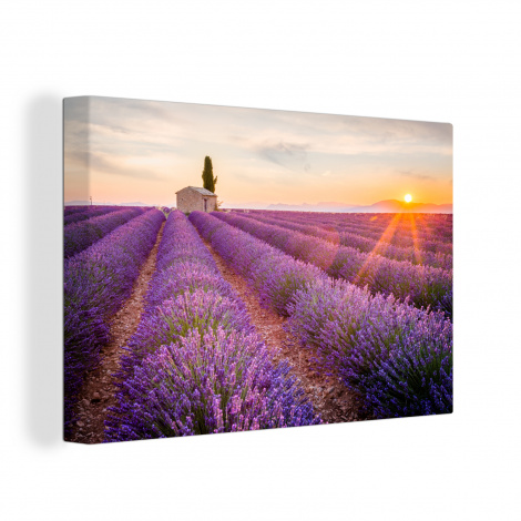 Leinwand - Lavendel - Sonnenuntergang - Blumen-1