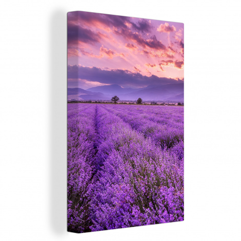 Canvas schilderij - Lavendel - Paars - Bloemen - Veld-1