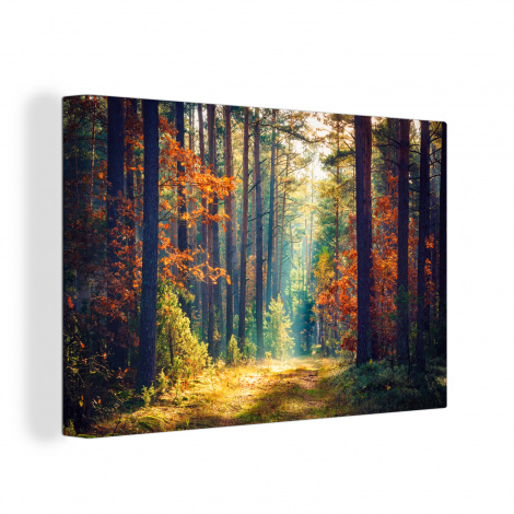 Leinwand - Wald - Sonne - Natur - Herbst-1