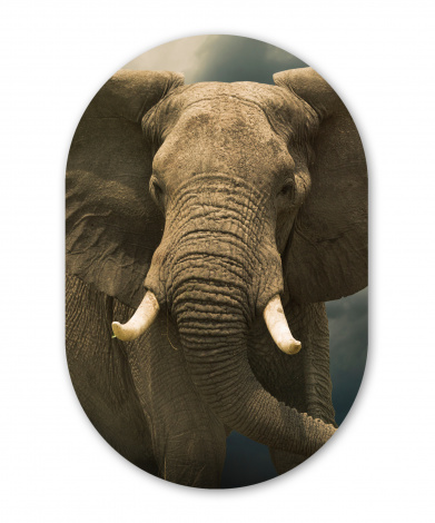 Muurovaal - Afrikaanse olifant tegen de donkere wolken