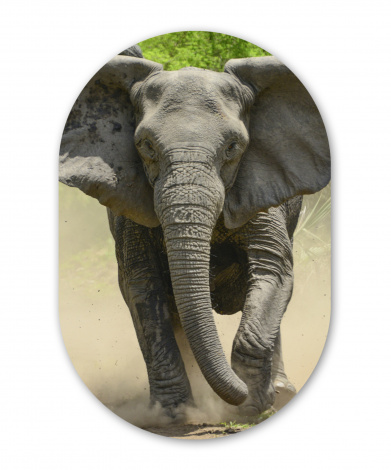 Muurovaal - Rennende olifant-thumbnail-1