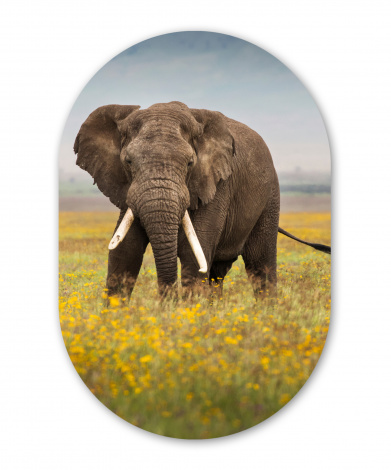 Wandoval - Weidender Elefant in einem Blumenfeld-thumbnail-1