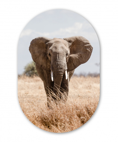 Wandoval - Einschüchternder Elefant geht auf die Kamera zu