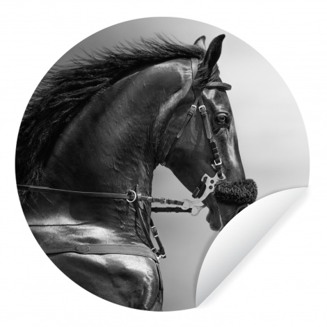 Behangcirkel - Paarden - Zwart - Portret - Dieren