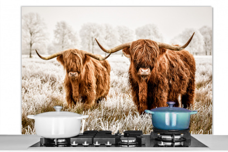 Spatscherm keuken - Schotse hooglander - Koe - Dieren-thumbnail-1