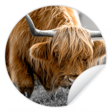 Runde Tapete - Schottischer Highlander - Tiere - Braun - Kuh - Schwarz - Weiß - Natur-1