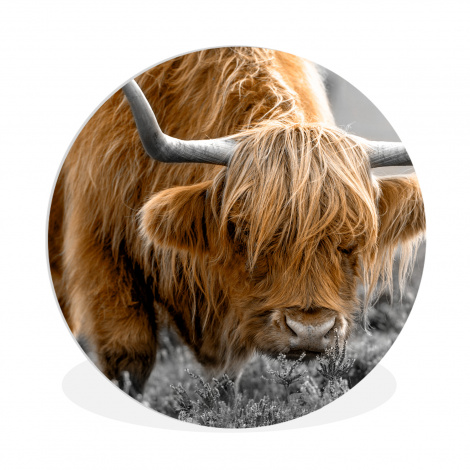 Runde Bilder - Schottischer Highlander - Tiere - Braun - Kuh - Schwarz - Weiß - Natur-1