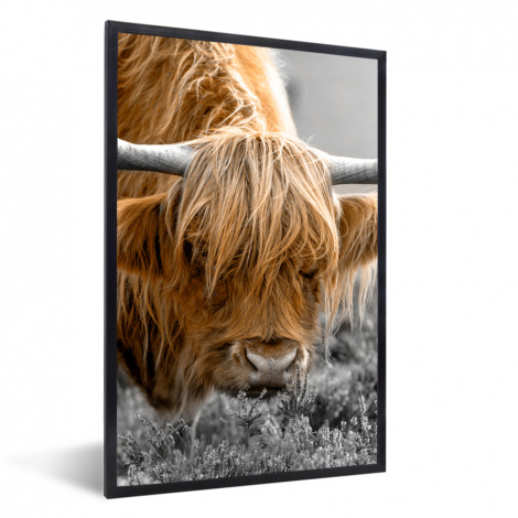 Poster met lijst - Schotse Hooglander - Dieren - Bruin - Koe - Zwart - Wit - Natuur - Staand-1