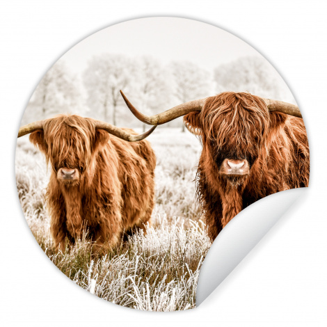 Behangcirkel - Schotse hooglander - Koe - Dieren - Natuur - Heide-thumbnail-1
