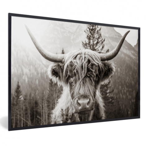 Poster met lijst - Schotse hooglander - Koe - Dieren - Zwart - Wit - Liggend-1