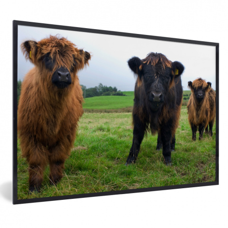 Poster met lijst - Schotse hooglander - Koeien - Natuur - Groen - Gras - Liggend-1