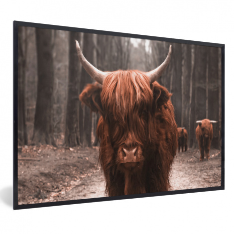 Poster met lijst - Schotse hooglander - Bos - Koe - Dieren - Natuur - Liggend