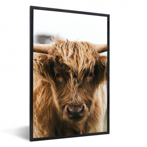 Poster met lijst - Schotse Hooglander - Koe - Gras - Dieren - Natuur - Staand