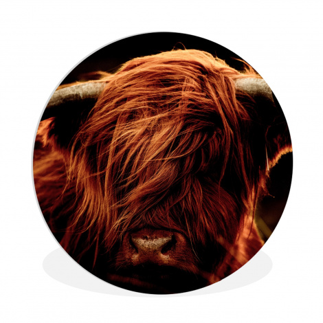Runde Bilder - Schottischer Highlander - Kuh - Hörner - Porträt - Tiere