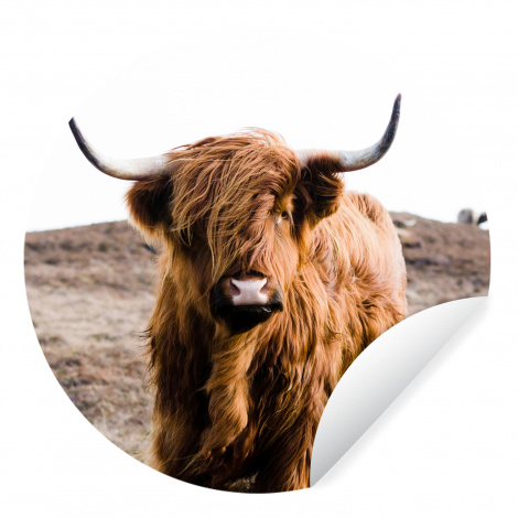 Behangcirkel - Schotse hooglander - Landschap - Koe - Bruin - Dieren - Natuur