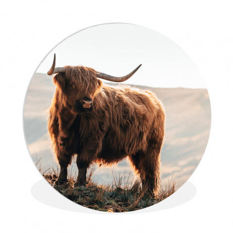 Runde Bilder - Schottische Highlander - Tiere - Ländlich - Landschaft - Kuh - Natur-thumbnail-1