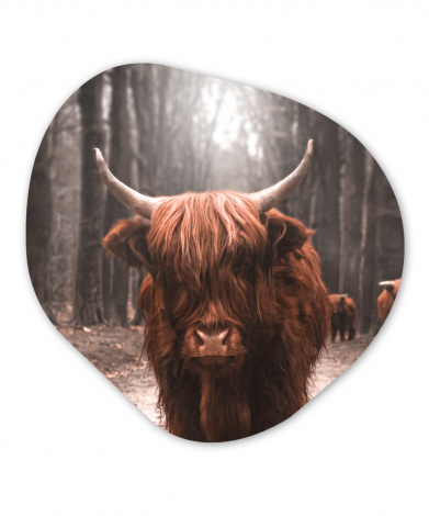 Organisch schilderij - Schotse hooglander - Dieren - Koeien