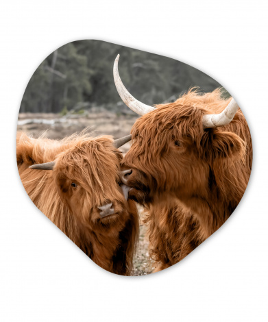 Organisches wandbild - Schottischer Highlander - Kuh - Tiere-1