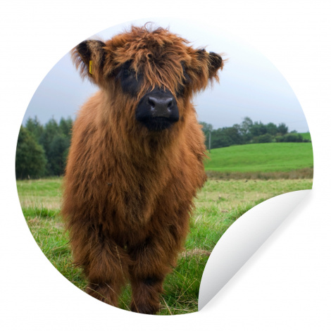 Behangcirkel - Schotse hooglander - Koeien - Natuur - Groen - Gras-thumbnail-1