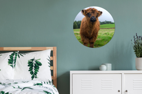 Behangcirkel - Schotse hooglander - Koeien - Natuur - Groen - Gras-thumbnail-4