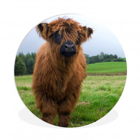 Muurcirkel - Schotse hooglander - Koeien - Natuur - Groen - Gras-1