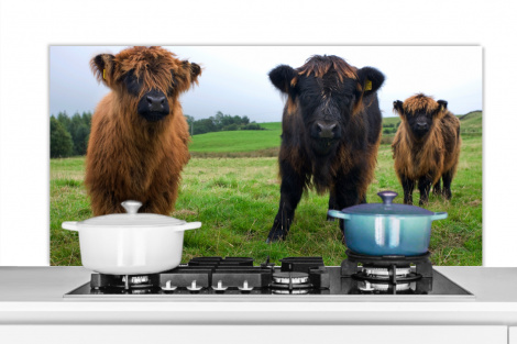 Spatscherm keuken - Schotse hooglander - Koeien - Natuur - Groen - Gras-thumbnail-1