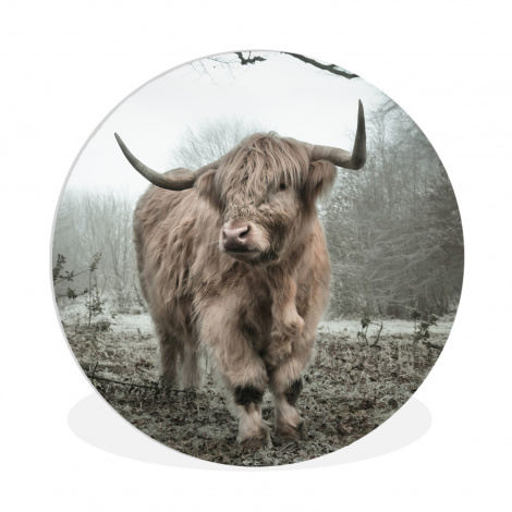 Runde Bilder - Schottischer Highlander - Wald - Nebel - Kuh - Tiere - Natur-thumbnail-1
