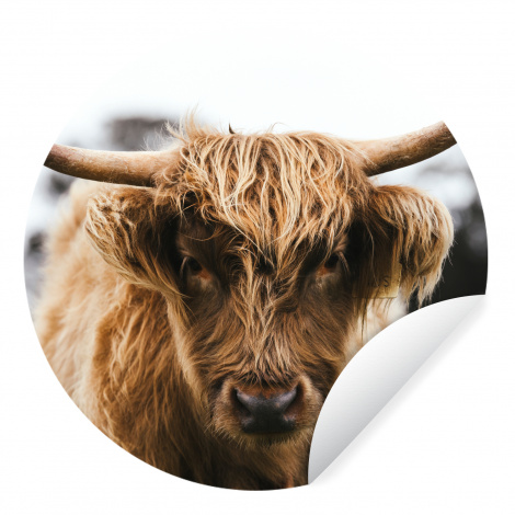Runde Tapete - Schottischer Highlander - Kuh - Gras - Tiere - Natur-thumbnail-1