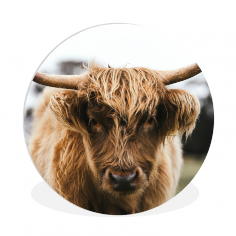 Runde Bilder - Schottischer Highlander - Kuh - Gras - Tiere - Natur