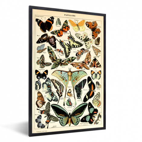 Poster met lijst - Adolphe Millot - Vlinder - Dieren - Insecten - Vintage - Staand-1