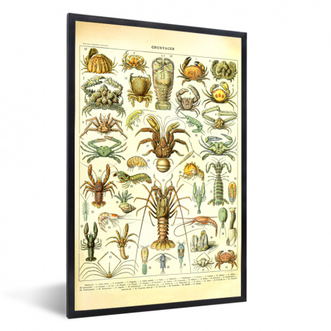 Poster met lijst - Kreeft - Dieren - Zeedieren - Vintage - Adolphe Millot - Staand-thumbnail-1