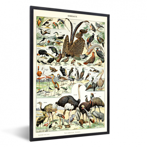 Poster met lijst - Vogel - Natuur - Dieren - Vintage - Kunstwerk - Staand-1