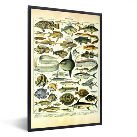 Poster met lijst - Adolphe Millot - Kunst - Vintage - Vissen - Dieren - Staand-thumbnail-1