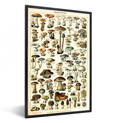 Poster met lijst - Paddenstoel - Herfst - Seizoenen - Vintage - Adolphe Millot - Natuur - Staand-thumbnail-1
