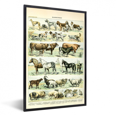 Poster met lijst - Dieren - Paarden - Illustratie - Vintage - Adolphe Millot - Staand-thumbnail-1