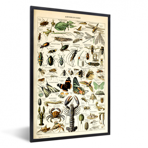 Poster met lijst - Dieren - Adolphe Millot - Vintage - Insecten - Kunst - Staand-1