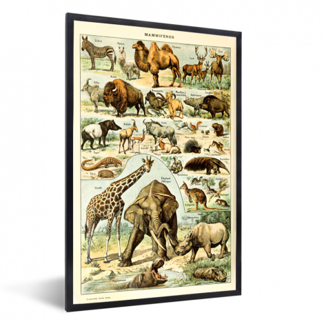 Poster met lijst - Dieren - Kameel - Giraffe - Vintage - Adolphe Millot - Staand