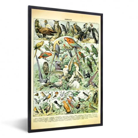 Poster met lijst - Dieren - Vintage - Adolphe Millot - Vogels - Design - Staand-thumbnail-1