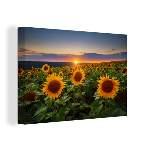 Leinwand - Blumen - Nacht - Sonnenuntergang - Sonnenblume - Horizont-thumbnail-1