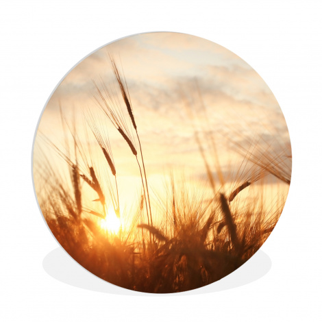 Runde Bilder - Schilf - Gras - Sonnenuntergang - Natur - Horizont-thumbnail-1