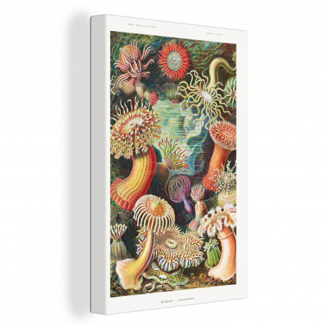 Canvas schilderij - Ernst Haeckel - Anemoon - Retro - Actinae