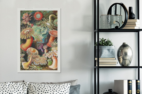 Canvas schilderij - Ernst Haeckel - Anemoon - Retro - Actinae-3
