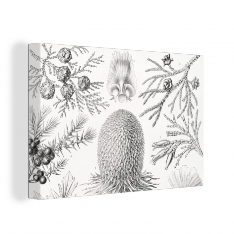 Canvas schilderij - Coniferen - Ernst Haeckel - Kunst - Retro