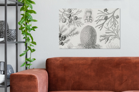 Canvas schilderij - Coniferen - Ernst Haeckel - Kunst - Retro-2