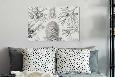 Canvas schilderij - Coniferen - Ernst Haeckel - Kunst - Retro-3