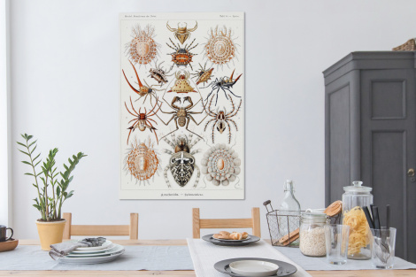 Canvas schilderij - Retro - Spin - Ernst Haeckel - Spinnen-4