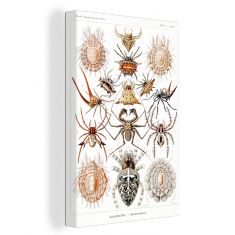 Canvas schilderij - Retro - Spin - Ernst Haeckel - Spinnen