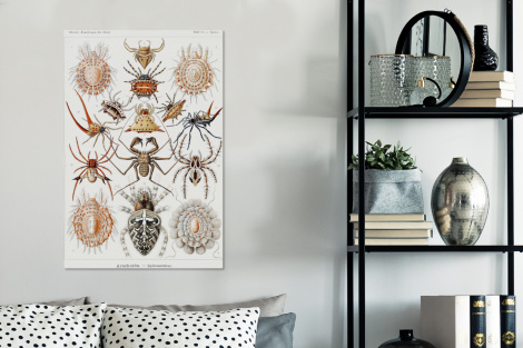 Canvas schilderij - Retro - Spin - Ernst Haeckel - Spinnen-3
