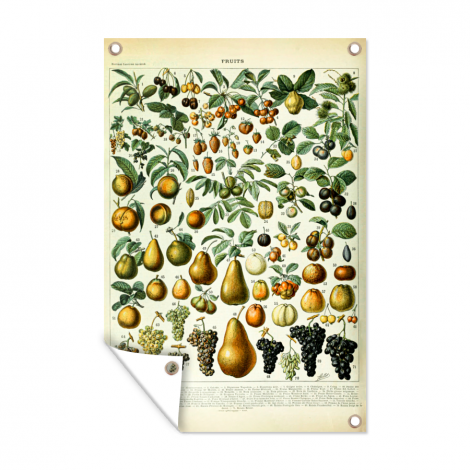 Tuinposter - Adolphe Millot - Vintage - Fruit - Peer - Druiven - Staand-1
