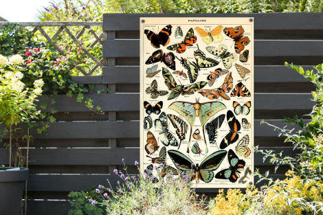 Tuinposter - Adolphe Millot - Vlinder - Dieren - Insecten - Vintage - Staand-thumbnail-2